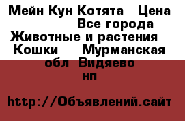 Мейн Кун Котята › Цена ­ 15 000 - Все города Животные и растения » Кошки   . Мурманская обл.,Видяево нп